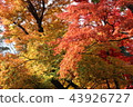 Autumn leaves 43926727