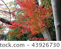 Autumn leaves 43926730