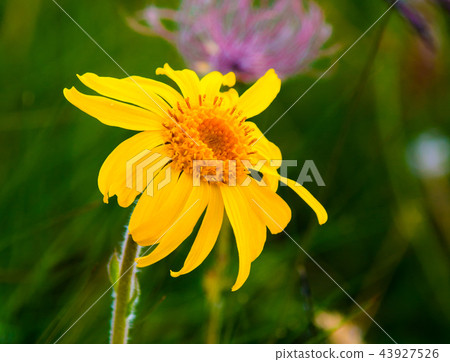 Arnica Montana flower 43927526