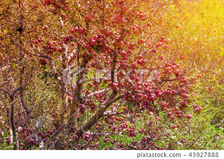Seasonal autumn apple tree on sunny day 43927888