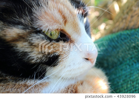 The cat is probably thinking of the lizards to be  43928096