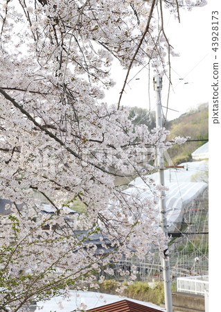 Kaminotako Asukato Shrine Sakura Kaminotako Asukato Shrine Sakura 43928173