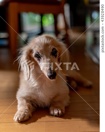 Old dog dachs Old dog dachs 43928490