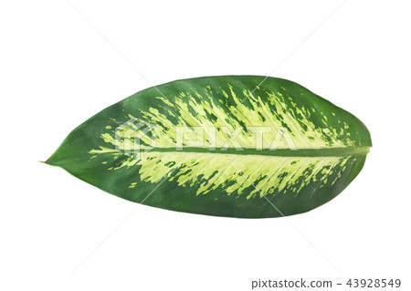 green leaves Dumb Cane isolated on white green leaves Dumb Cane isolated on white 43928549