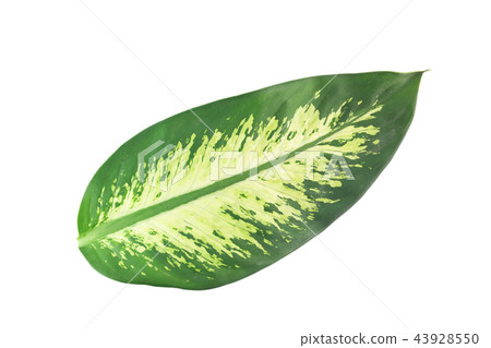 green leaves Dumb Cane isolated on white green leaves Dumb Cane isolated on white 43928550