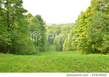 Deciduous forest at summer. 43929089