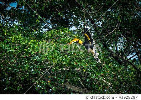 Hornbill of Khao Yai National Park 43929287