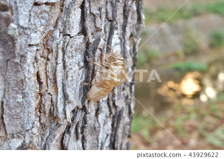 tree, bark, nature 43929622
