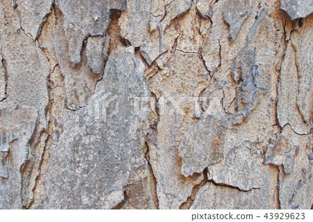 Tree Bark Texture Background 43929623