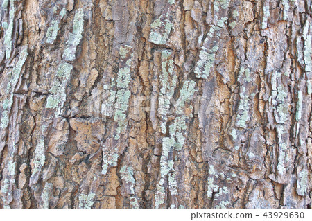Tree Bark Texture Background 43929630