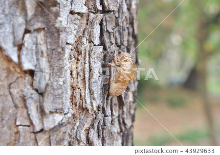 tree, bark, nature 43929633