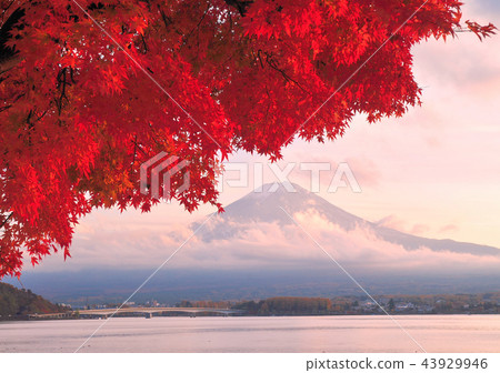 Momiji and Mt. Fuji at sunset-7764 43929946
