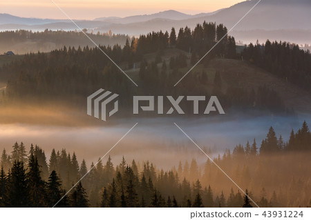 Early morning misty autumn Carpathian mountains 43931224
