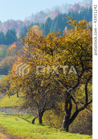 Autumn Carpathian mountains, Ukraine Autumn Carpathian mountains, Ukraine 43931242