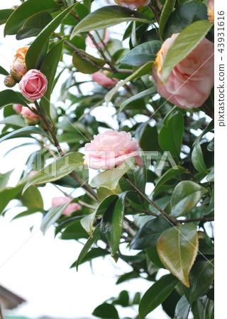Pink camellia 43931616