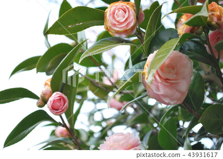 Pink camellia Pink camellia 43931617