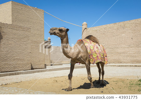 Camel at Itchan Kala fortress 43931775