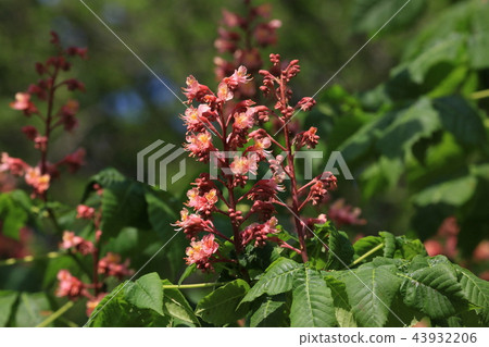 Ayano flower red 43932206