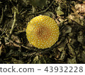 An Amanita muscaria var guessowii Cap 43932228