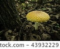 An Amanita muscaria var guessowii Cap Edge 43932229
