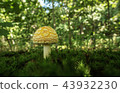 Amanita muscaria var guessowii Slightly Larger 43932230