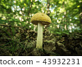 Amanita muscaria var guessowii Breaking Veil 43932231