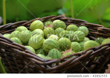 Melothria or exotic cucumber 43932555