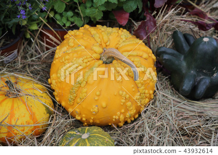 Large pumpkin fruit Large pumpkin fruit 43932614