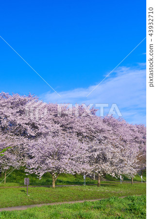 Blue sky and cherry blossoms in full bloom Blue sky and cherry blossoms in full bloom 43932710