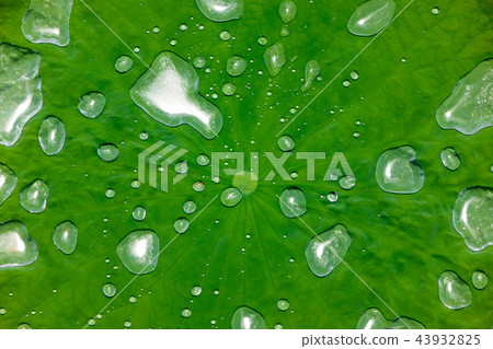 蓮花葉子和水滴 蓮花葉子和水滴 43932825