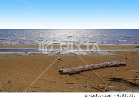 Early autumn sea, driftwood and gulls Early autumn sea, driftwood and gulls 43933315
