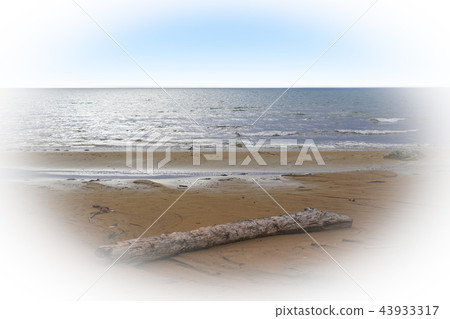 Early autumn sea, driftwood and gulls Early autumn sea, driftwood and gulls 43933317