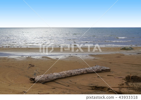 Early autumn sea, driftwood and gulls 43933318