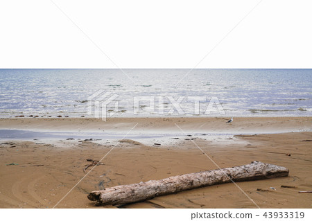 初秋的海水，浮木和海鷗 43933319