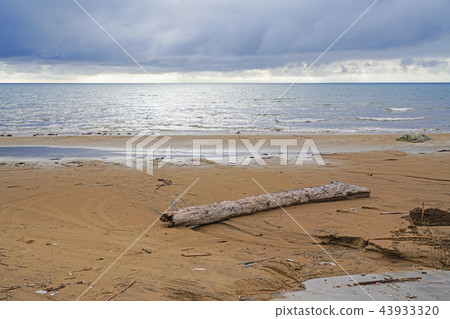 初秋的海水，浮木和海鷗 43933320