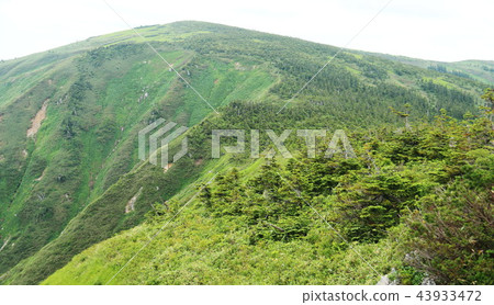 Road to Echigo Hiragatake summit Road to Echigo Hiragatake summit 43933472