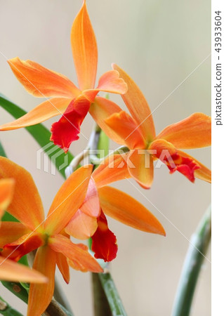 Cattleya Ginny Champion Orange Flower 43933604