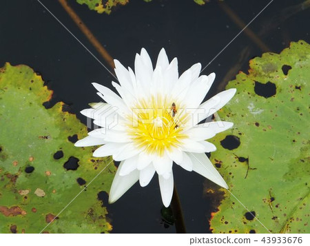 Lotus Lotus 43933676