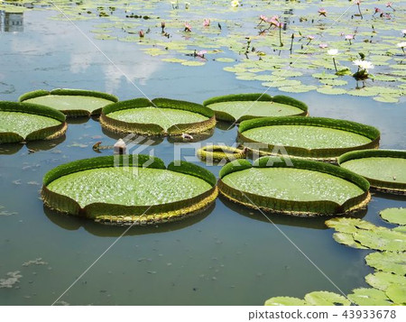 Lotus Lotus 43933678