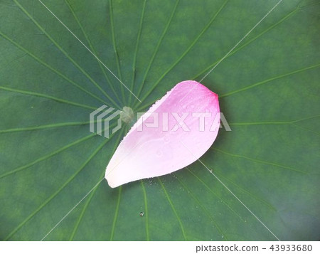 蓮荷 43933680