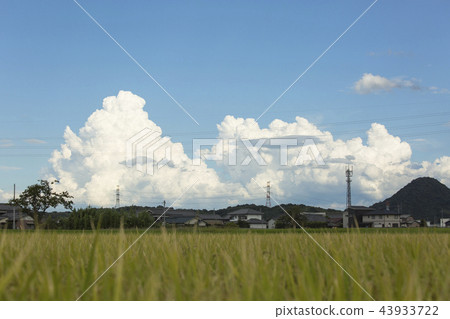 Clouds and rice fields Clouds and rice fields 43933722