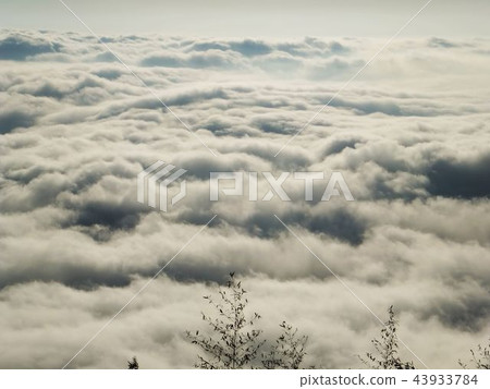 嘉義阿里山隙頂雲海 43933784