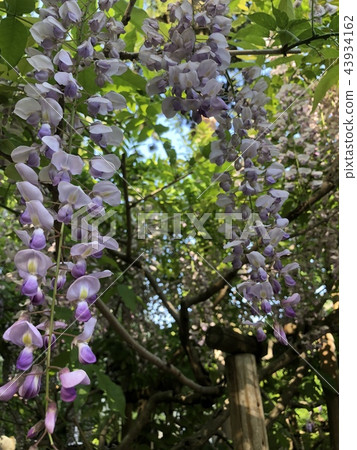 紫藤 紫藤 43934162