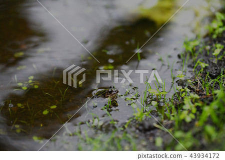 Wolf waiting for the rain Wolf waiting for the rain 43934172