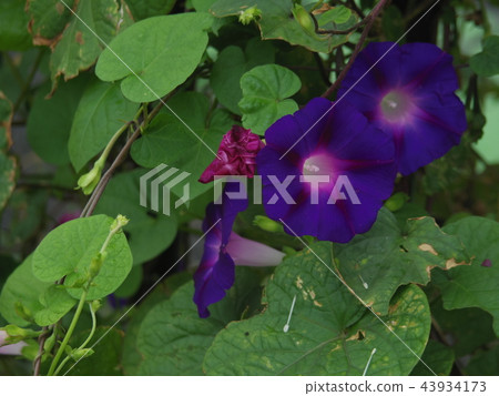 雨天牽牛花 雨天牽牛花 43934173