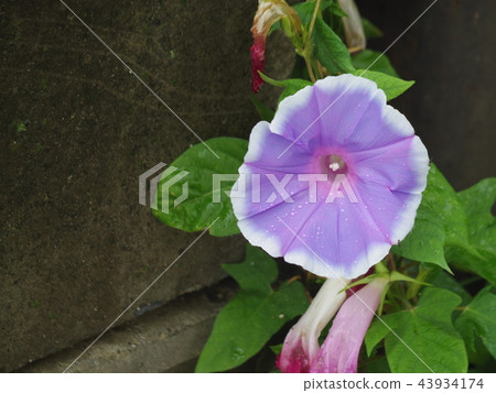 雨天牽牛花 雨天牽牛花 43934174