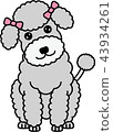 Poodle 43934261