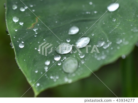 A drop 43934277