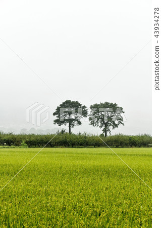 Paddy, pine, pyeongsari, gyangyangmyeon, Hadong-gun, Gyeongnam 43934278