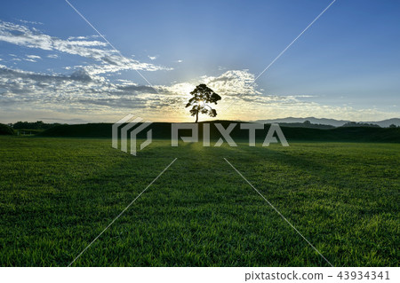 Pine trees, Northeastern, Saturn, Cheongju, Chungbuk 43934341